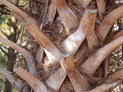 [Approximately eight inch long pieces of former branches attached to the trunk with bunches of pine straw stuck at the v area with the main trunk.]